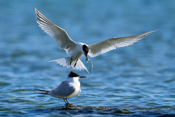 Sandwich tern (Thalasseus sandvicensis)