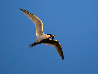Sandwich tern (Thalasseus sandvicensis)