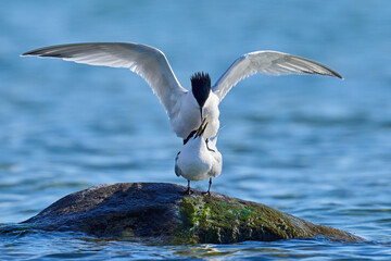 Sandwich tern (Thalasseus sandvicensis)