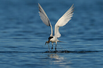 Sandwich tern (Thalasseus sandvicensis)