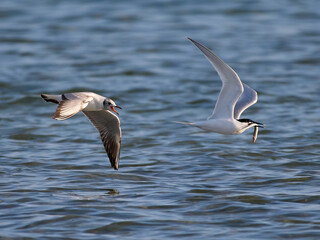 Sandwich tern (Thalasseus sandvicensis)