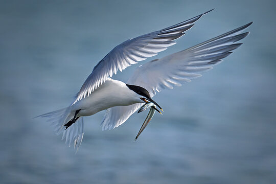 Sandwich tern (Thalasseus sandvicensis)