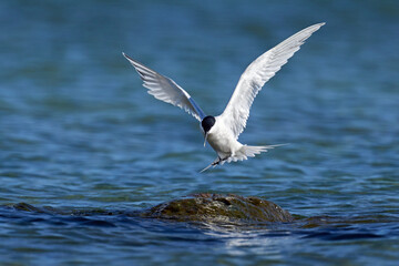Sandwich tern (Thalasseus sandvicensis)