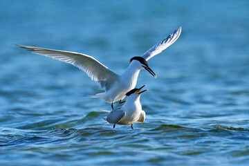 Sandwich tern (Thalasseus sandvicensis)