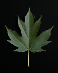 Fototapeta premium Dramatic contrast of a leaf silhouette on plain black background