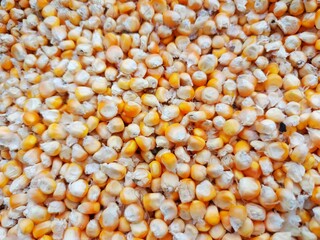 dried corn kernels for food