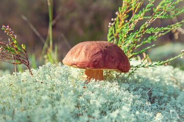 Mushroom Boletus Edulis  in reindeer moss close-up.