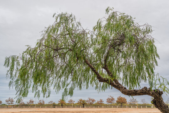 Peruvian pepper tree with drooping branches and feathery green leaves in an open field
