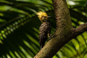 Pica-pau-de-cabeça-amarela no Parque da Aclimação, São Paulo