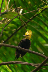 Pica-pau-de-cabeça-amarela no Parque da Aclimação, São Paulo