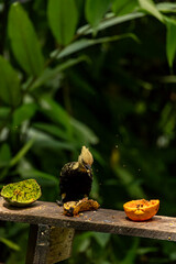 Pica-pau-de-cabeça-amarela no Parque da Aclimação, São Paulo