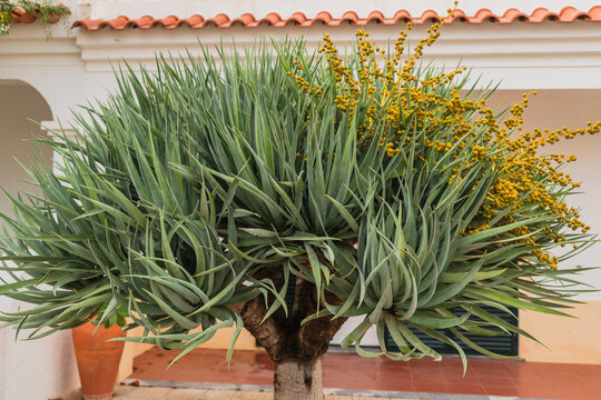 Dragon tree with spiky green leaves and bright yellow blooms in front of a tiled roof.