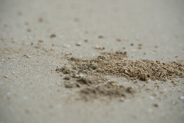 Ghost crab digging the whole after a high tide, Mahe, Seychelles