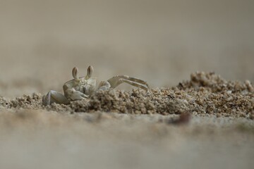 Ghost crab digging the whole after a high tide, Mahe, Seychelles