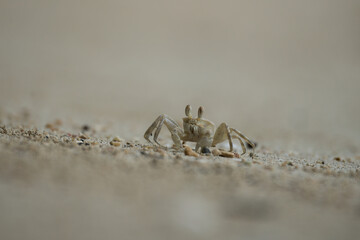 Ghost crab digging the whole after a high tide, Mahe, Seychelles