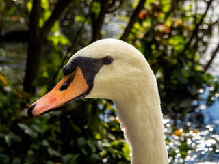 Cisne nadando en el lago 
