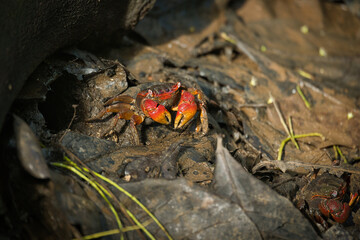 Seychelles spider Crab, Neosarmatium meinerti in the mangroves on Mahe, Seychelles 