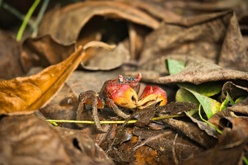 Seychelles spider Crab, Neosarmatium meinerti in the mangroves on Mahe, Seychelles