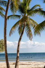 Beach scenery with tall green palm trees in Miami