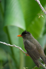 Single Seychelles bulbul endemic bird on branch, Mahe, Seychelles 