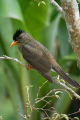 Single Seychelles bulbul endemic bird on branch, Mahe, Seychelles 