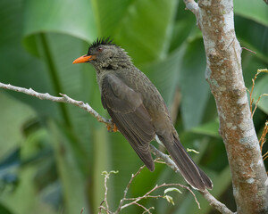Single Seychelles bulbul endemic bird on branch, Mahe, Seychelles 