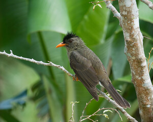 Single Seychelles bulbul endemic bird on branch, Mahe, Seychelles 