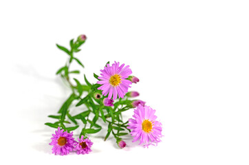 Herbstastern vor weißem Hintergrund