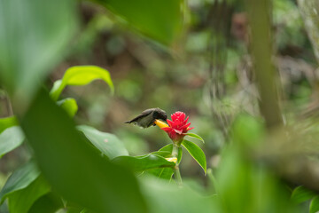 single Seychelles sunbird, Colibir on Red Indonesian Wax Ginger flower (Tapeinochilos ananassae) flower in the flower exotic garden, Mahe, Seychelles
