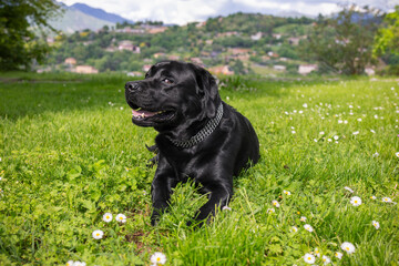 Black Labrador Retriever resting on a green lawn dotted with white flowers. The dog wears a silver chain collar and appears happy and relaxed, enjoying the peaceful outdoor setting