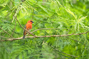 single Madagascar red male fody bird on tree branch, Mahe, Seychelles 
