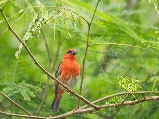 single Madagascar red male fody bird on tree branch, Mahe, Seychelles 