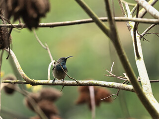 single Seychelles sun bird, colibri on Red torch ginger, porcelain in the flower exotic garden, Mahe, Seychelles