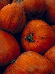 autumn background with pumpkins, leaves and pumpkins in the garden