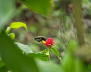 single Seychelles sunbird, Colibir on Red Indonesian Wax Ginger flower (Tapeinochilos ananassae) flower in the flower exotic garden, Mahe, Seychelles