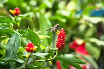single Seychelles sunbird, Colibir on Red Indonesian Wax Ginger flower (Tapeinochilos ananassae) flower in the flower exotic garden, Mahe, Seychelles