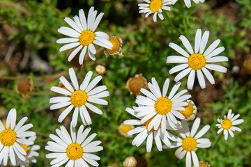 Cluster of White Flowers With Yellow Centers