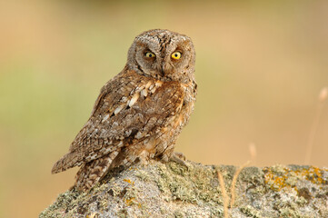 Autillo descansa en su posadero