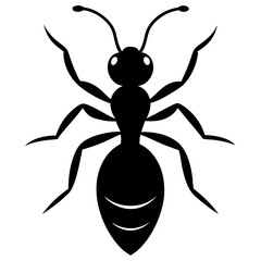 black and white spider