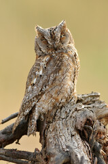 Autillo descansa en su posadero