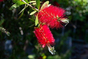 Callistemon citrinus (Callistemon, bottlebrushes) flowers