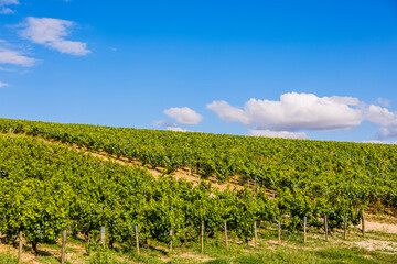 Fototapeta premium Les vignobles de vin Chablis