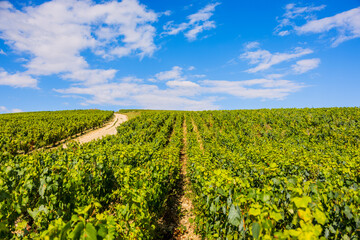Les vignobles de vin Chablis