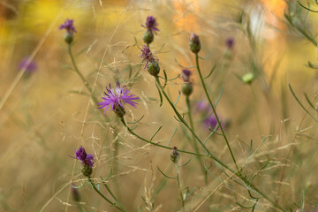 Autumn Blooms and Grasses: A Symphony of Fall Colors