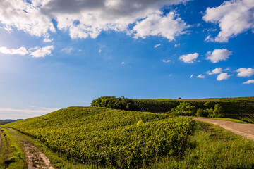 Les vignobles de vin Chablis