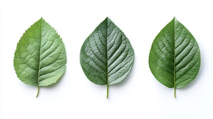 Obraz premium Three green leaves arranged horizontally on a white background.