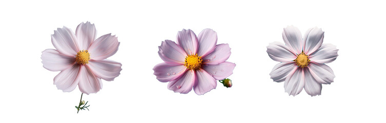 Fototapeta premium Three pink flowers with yellow centers are isolated on a blue background.