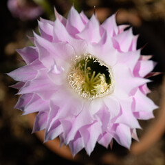 Easter Lily Cactus flowers detail in full bloom (Echinopsis oxygona)