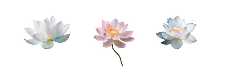 Naklejka premium Three lotus flowers, each with a different angle, are shown against a bright blue background.