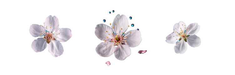 Fototapeta premium Three white blossoms are arranged against a vibrant blue background. The center image features water droplets surrounding the flower, adding a sense of freshness and vibrancy.